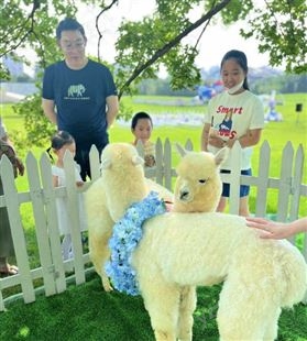 北 京出售 活物幼崽活的羊驼活体景区观赏宠物成年动物出租