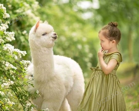 北 京出售 活物幼崽活的羊驼活体景区观赏宠物成年动物出租