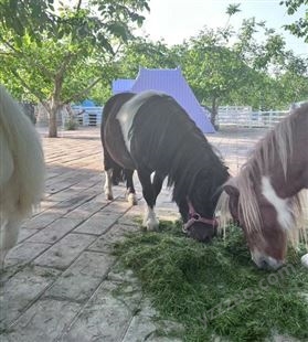 北 京设特兰矮马出售 租赁可爱萌宠矮 马 儿童婚纱摄影 景区展览展示