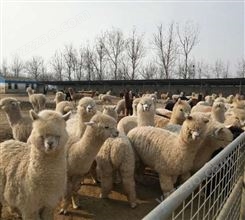 北 京羊驼养殖场出售 小羊驼活体吐口水 大量精品 养殖技术指导